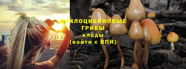 PSILOCYBIN Аркадак